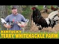 Beautiful Big Farm In Kentucky - Terry Whitehackle Farm