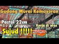 Murai Batu Muda Pastol Ekor Panjang 22cm Gaya Main Sujud