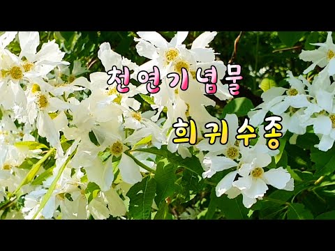 , title : '[꽃사랑56] 꽃이 나무 전체를 감싸다. 이름도 특이한 가침박달 꽃(서울 홍릉숲) | Common Pearlbush'