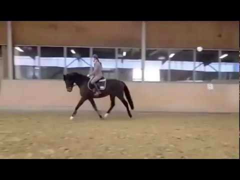 Cougar by Cormint x Quintero