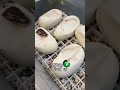 🐍 Hatching 🧪 #snakes #shorts  #ballpythons #royalpythons #molinarosnakelab #pets #sawa #pythons