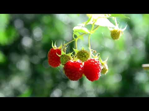 rare fruites plants and name