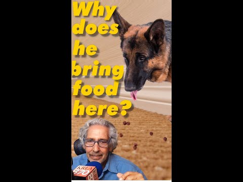 Your DOG Moves His Food to the Carpet Because...