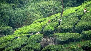 Munnar - mist wreathed hills and meadows 