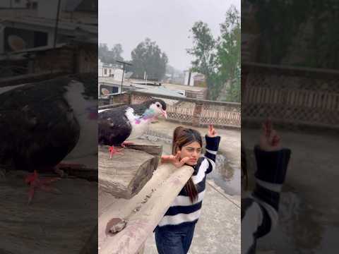 🕊️कबूतर पट्टी लेने गया😍#video #training #dosti #kabootar ❤️😍#training #dosti #kabootar 😍