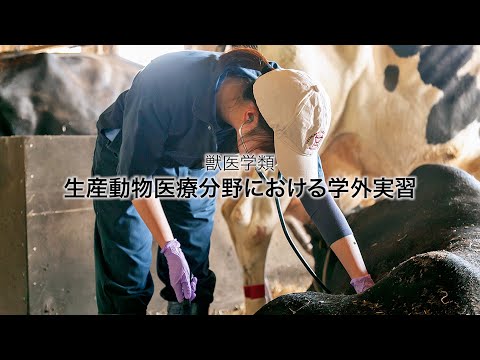 先端経営学科 酪農学園大学　獣医学類　生産動物医療分野における学外実習　｜　獣医学類　実習紹介