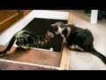 Cat Pushes another Cat Down the Stairs *ORIGINAL ...