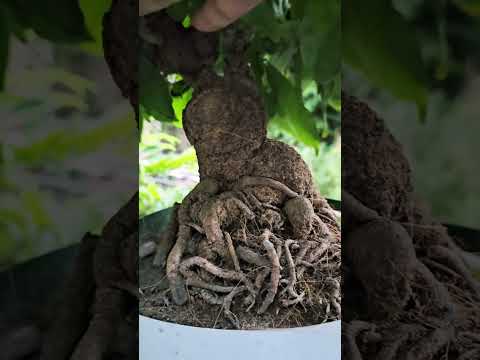 🔴 QBS23462 - NGẮM CÂY MAI BONSAI MIỀN BẮC CÓ BỘ ĐẾ VIP | CÂY MAI CÓ BỘ ĐẾ ĐẸP TẠI MIỀN BẮC | MAI 123