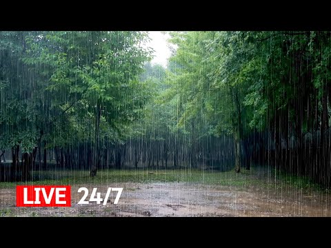 Heavy Downpour Rain Sounds in the Park - Forget Your Worries and Concerns and Fall Asleep Quickly #2