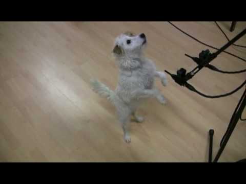 mira vs avenson STO2 002