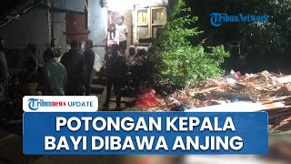 Sempat Digigit Anjing, Jasad Bayi di Bukittinggi Tewas Termutilasi: Tubuh Terpotong 3 Bagian