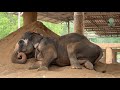Grandma Dok Koon Rescued Elephant Lay Down to the Sand After 25 Hours Journey - ElephantNews