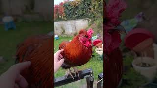 les campagnards sont perchés #campagne #maman #potager #jardin #animaux