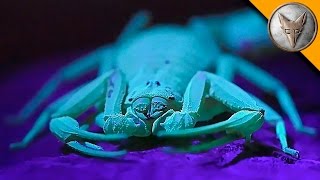 The Deadliest Scorpion in America! (Part 1)