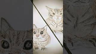 some Artworks 🎨🖌️drawn by me #art #pokemon #cat #katze #catlove #cute
