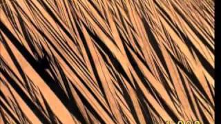 SHAPES OF THE INVISIBLE