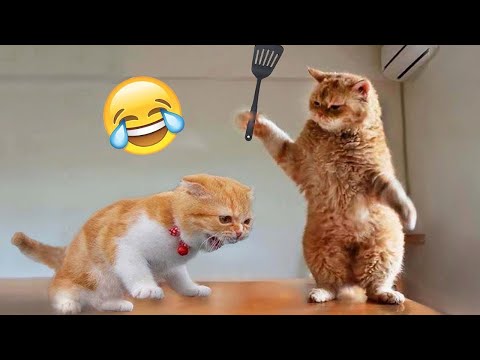 Animais mais engraçados 😅 Novos vídeos engraçados de cães e gatos 😸🐶 Parte 8