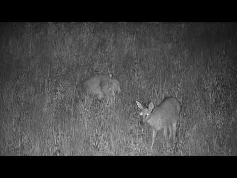 Djuma: Common Grey Duiker pair - 03:38 - 05/06/19