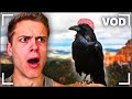 Joe Bartolozzi Reacts Day 344