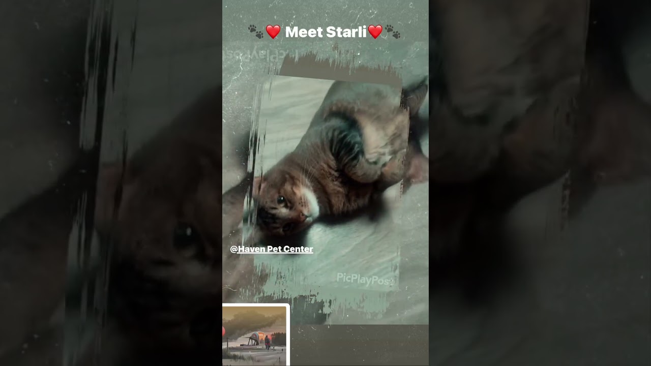Enlarge Starli, a Adoptable Abyssinian in San Jacinto, CA video 6/6