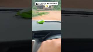 Download lagu babinya di lepas aja mp3 Download lagu babinya di lepas aja mp3