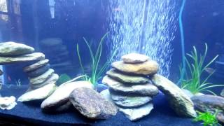 Start of my 55g mixed cichlid tank.  Going to be mostly peacocks.