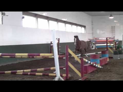 Dodge H, Freejumping Dec'11 #2 (Hogendoorn Sport Horses)