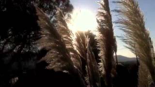 Every breath you take - The Police - Cover by Lisandra Franchi