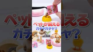 ご飯もあげられる？😱1800円の高級ガチャガチャのペットがリアルすぎた🔥#Shorts #ガチャガチャ #blindbox #animal #動物