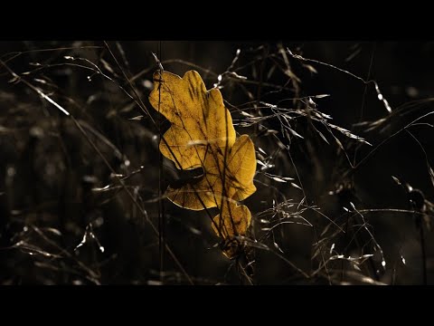 Sync24 - Comfortable Void [Full Album]