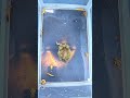 Pixie Frog Feeding