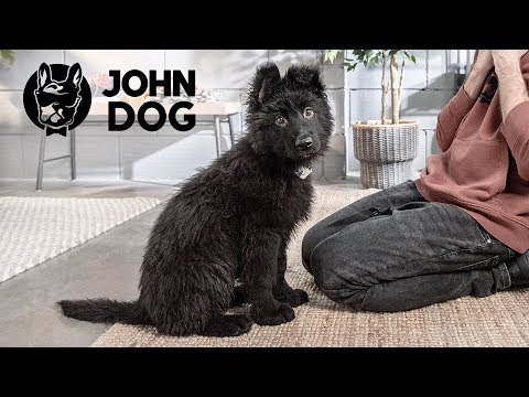 Jak oduczyć szczeniaka podgryzania dłoni  - John Dog