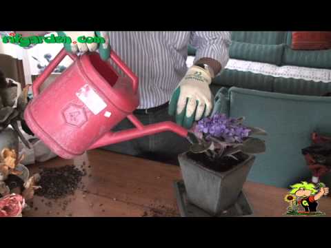 Cultivation of saintpaulia