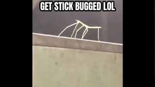 GET STICK BUGGED LOL