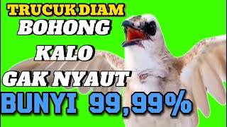 Download lagu suara trucukan gacor ROPEL NGALAS, pancingan trucukan agar bunyi jadikan burung trucuk nyaut gacor mp3