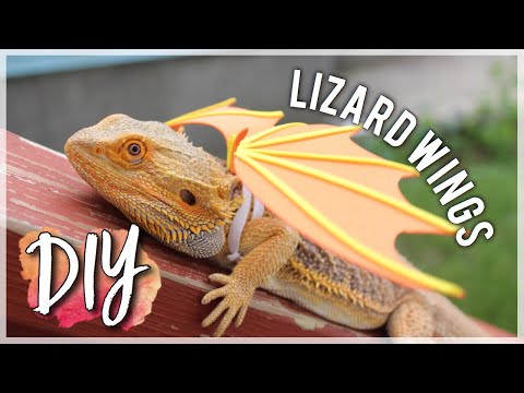 DIY LIZARD WINGS! (EASY!) |  Beardies, Geckos, + More Pets!