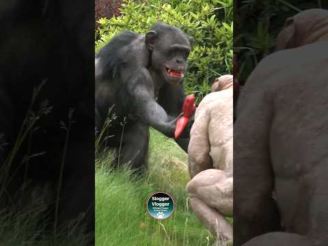 Red Teeth Alert! #Chimpanzees #TwycrossZoo #viralshorts