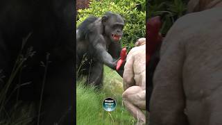 Download lagu Red Teeth Alert! #Chimpanzees #TwycrossZoo #viralshorts mp3