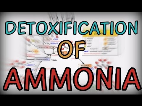 Detoxification of Ammonia in the human body