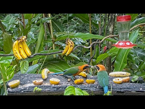 Rufous Motmot Feeds Another On The Panama Fruit Feeder – June 17, 2021