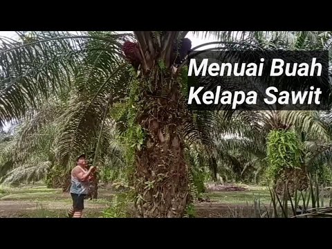 Palm Tree In My Village