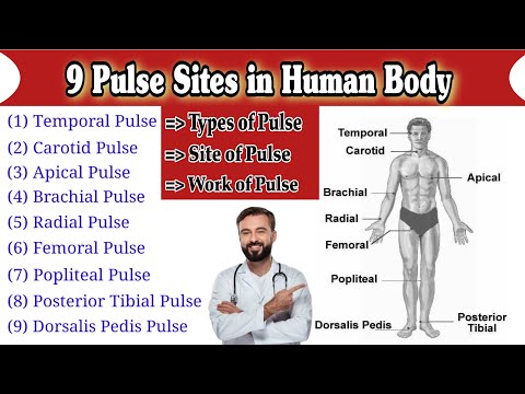 Pulse Site | Pulse Sites in Human Body