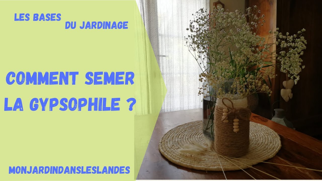 Comment semer la Gypsophile  - Monjardindansleslandes