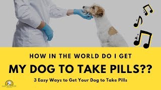How do I get my dog to take pills orally?