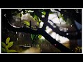 Amar Sarata Din Meghla Akash Bristi Whatsapp Status Videos