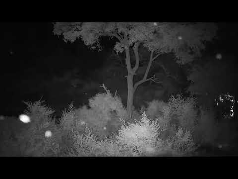 Djuma: Sounds of the night including Leopard saws, Lion roars & Baboons oh my! - 23:48 -  03/07/19
