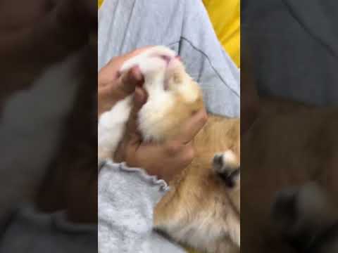 沉浸式给猫喂药 #猫咪喂药 #猫咪治愈