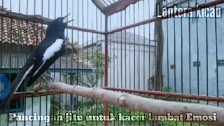 Download lagu pancingan kacer Susah On lambat panas mp3
