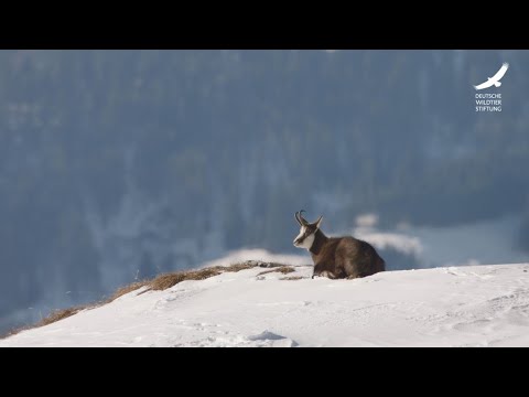 Jan's Animal Life: Episode 18 – Chamois
