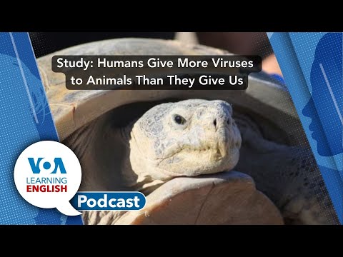 Learning English Podcast - Vatican Opposition, Ford Truck, Human Viruses